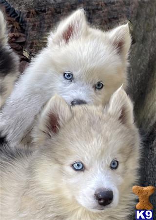 Puppy Pomsky Picture 2